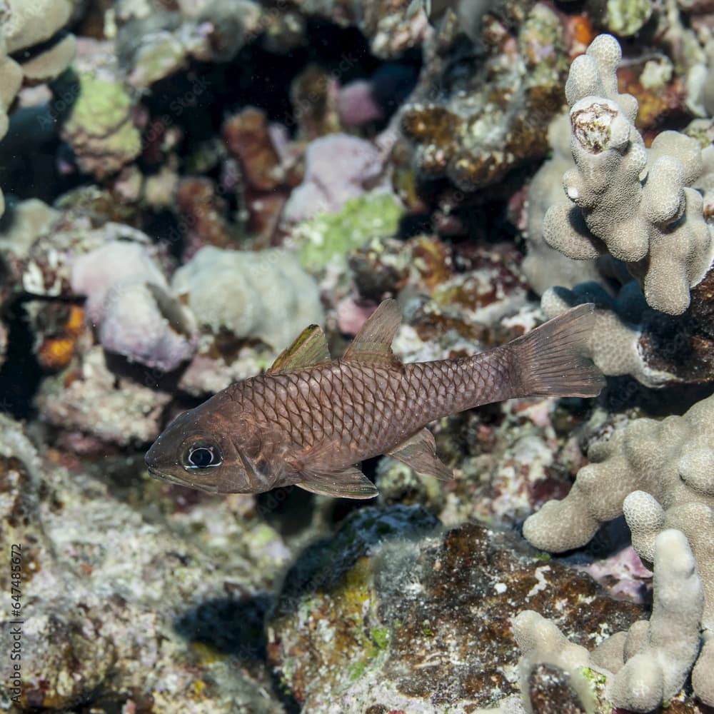 Iridescent Cardinalfish (Apogon Kallopterus) Near A Coral Reef; Kona, Island Of Hawaii, Hawaii, United States Of America