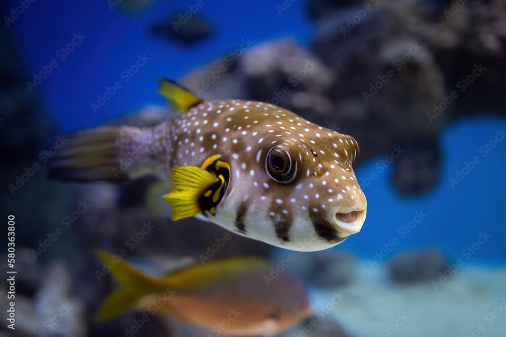 White-spotted puffer (Arothron hispidus) in an aquarium.