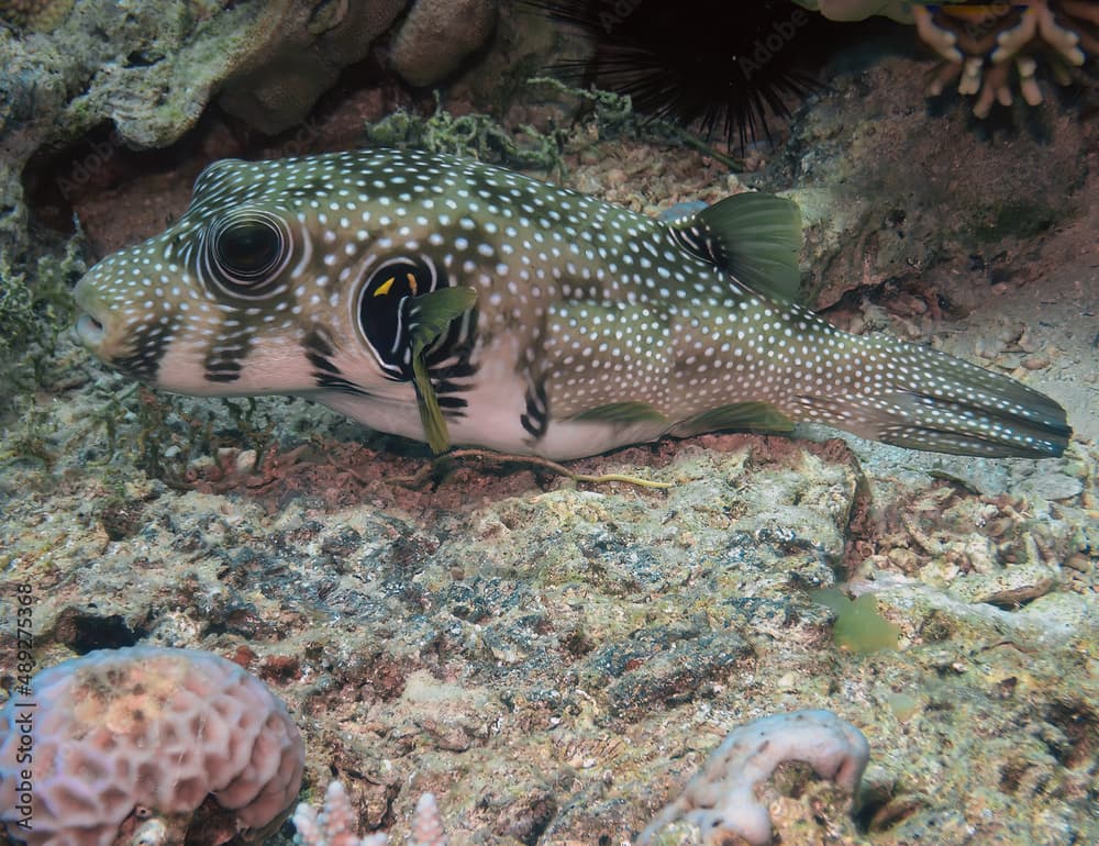 White-spotted Puffer (Arothron hispidus) in the Red Sea, Egypt