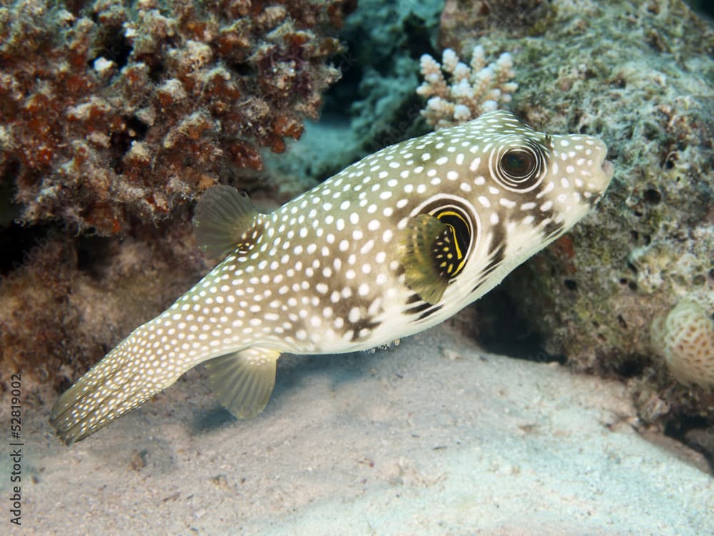 Whitespotted puffer