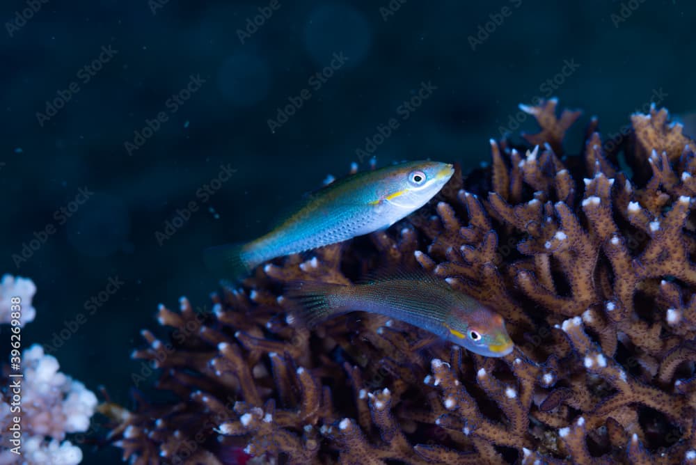 Cutribbon Wrasse Stethojulis interrupta