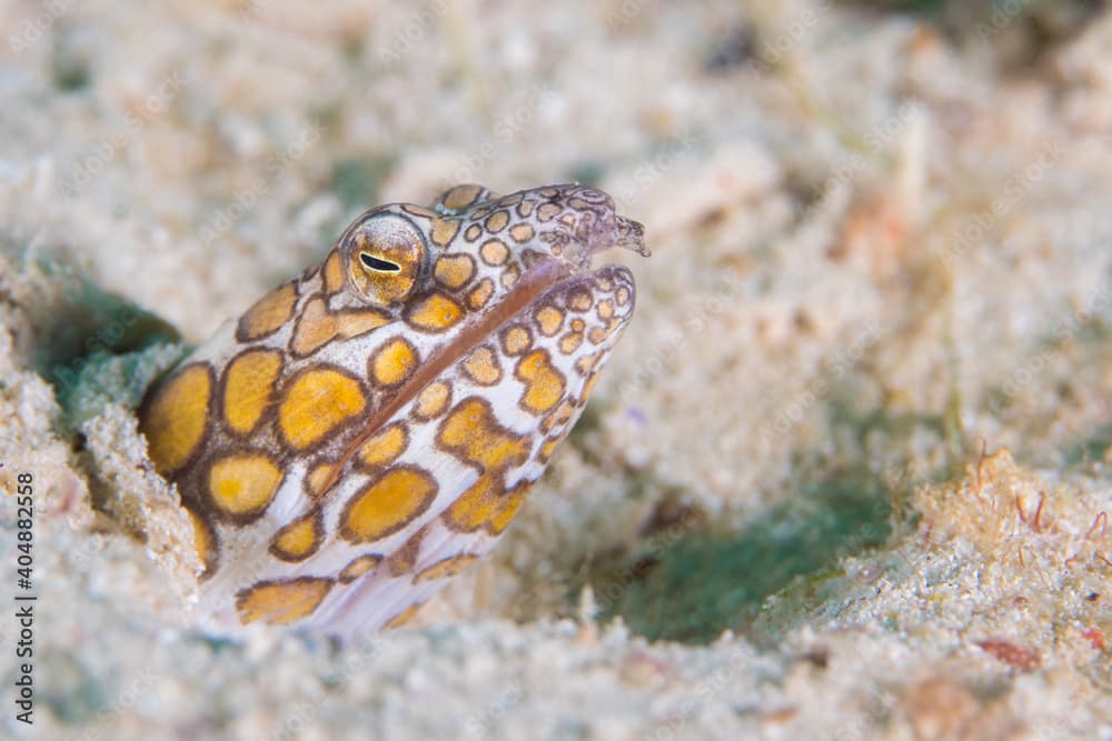 Napoleon snake eel -  Ophichthus bonaparti