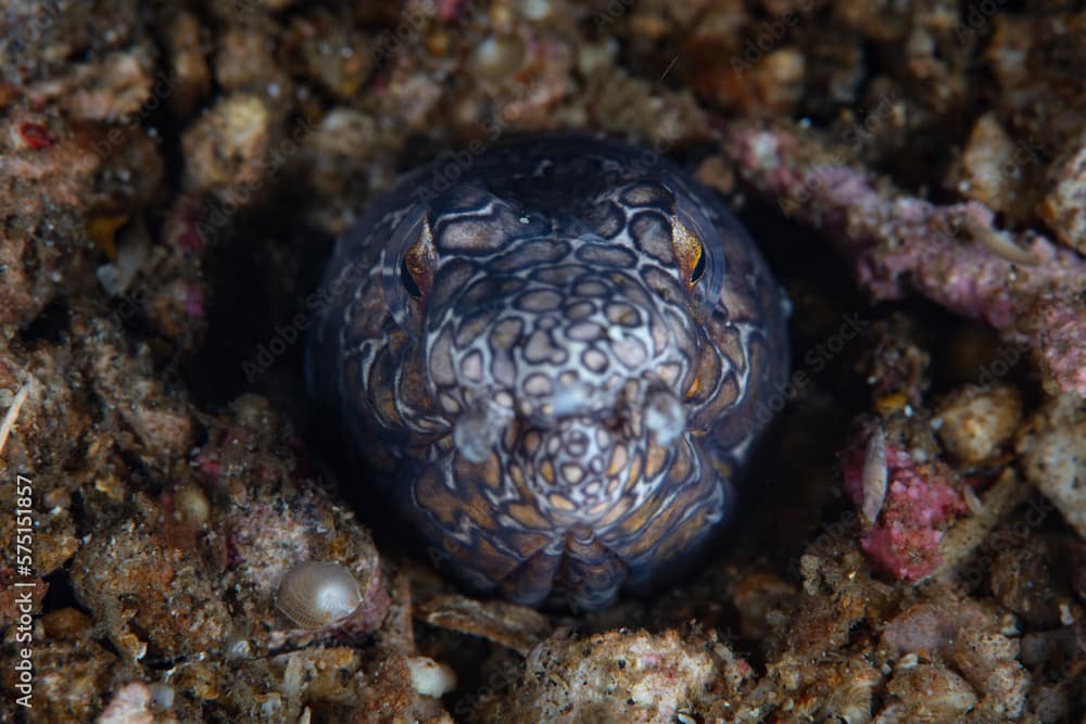 A Napoleon snake eel, Ophichthus bonaparti, pokes its head out of the sandy seafloor in Lembeh Strait, Indonesia. 