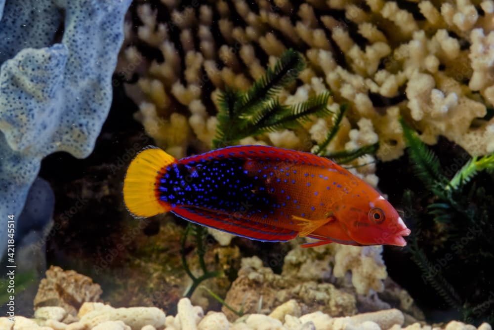 Coris gaimard, the yellowtail wrasse or African coris, among other vernacular names, is a species of wrasse native to the tropical waters of the central Indian Ocean and the western Pacific Ocean, fro