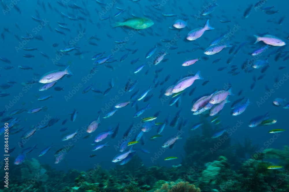 Creole Wrasse (Clepticus parrae), Caribbean Scuba Diving, Roatan, Bay Islands, Honduras, Central America