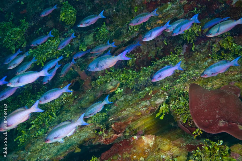 Creole Wrasse (Clepticus parrae), Caribbean Scuba Diving, Roatan, Bay Islands, Honduras, Central America