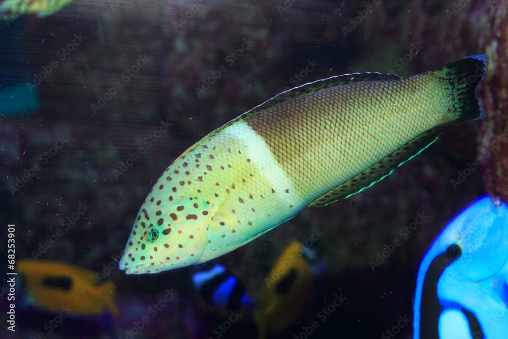 Clown coris (Coris aygula) in Japan