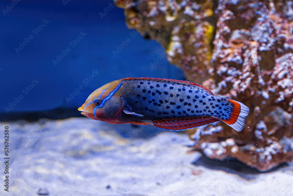 Underwater shot of fish Coris aygula