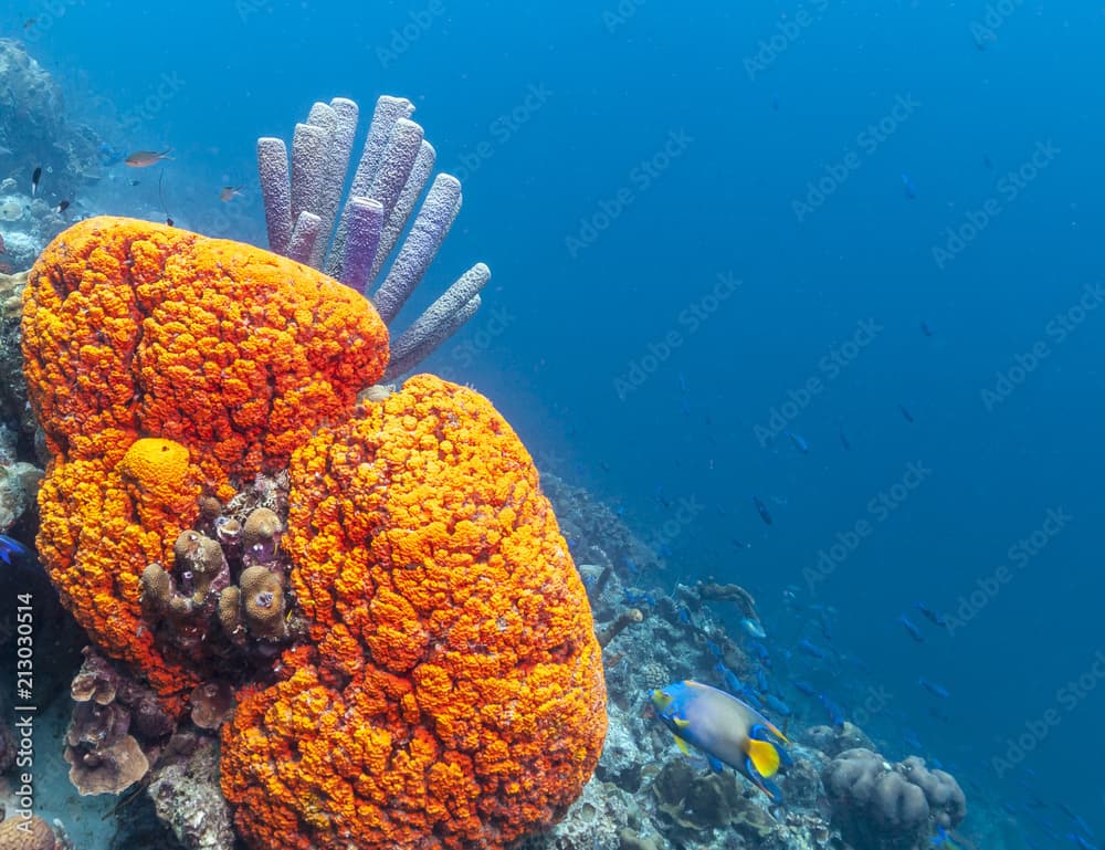 Caribbean coral reef