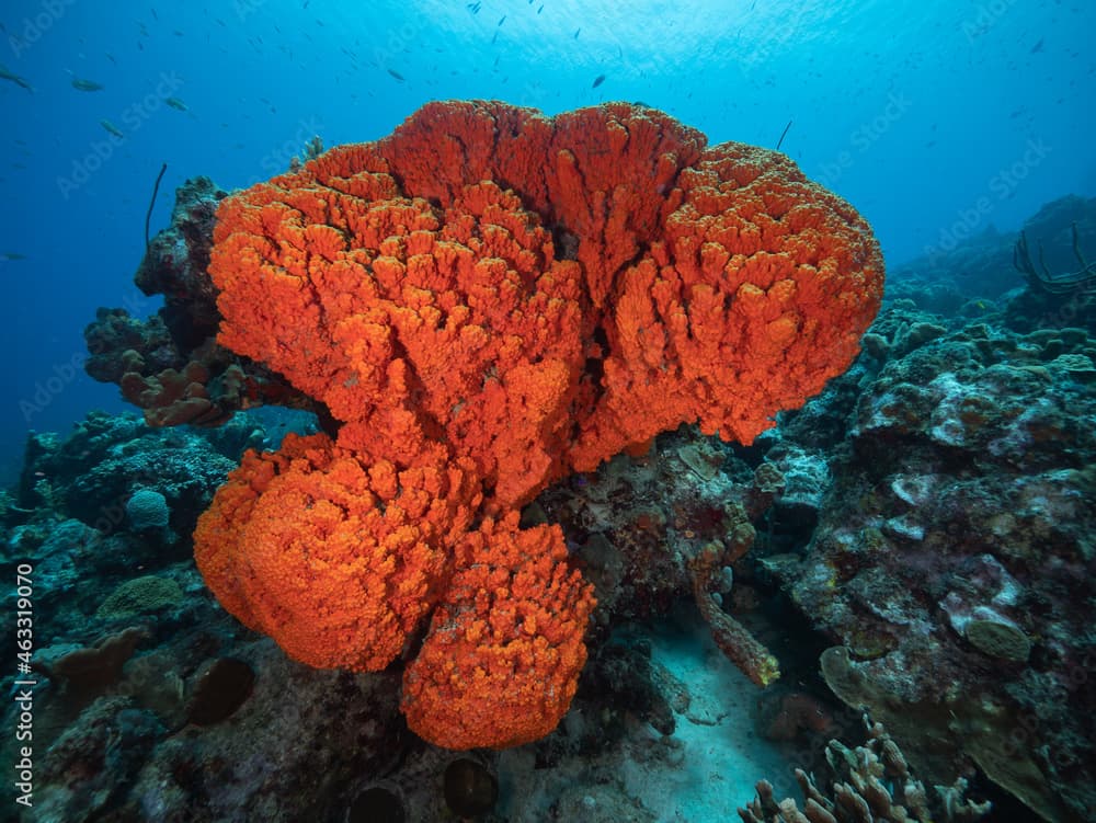 Orange Elephant Ear Sponge