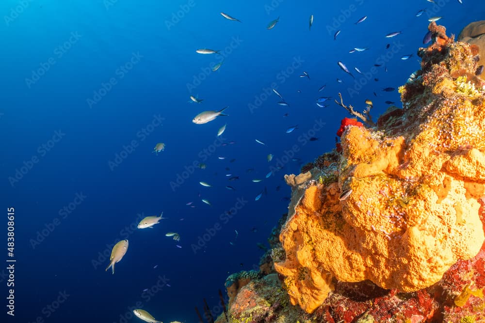 An underwater scene showing a healthy vibrant cluster of orange elephant ear sponge growing out of the wall that surrounds Grand Cayman. Small fish that live in the reef can also be seen