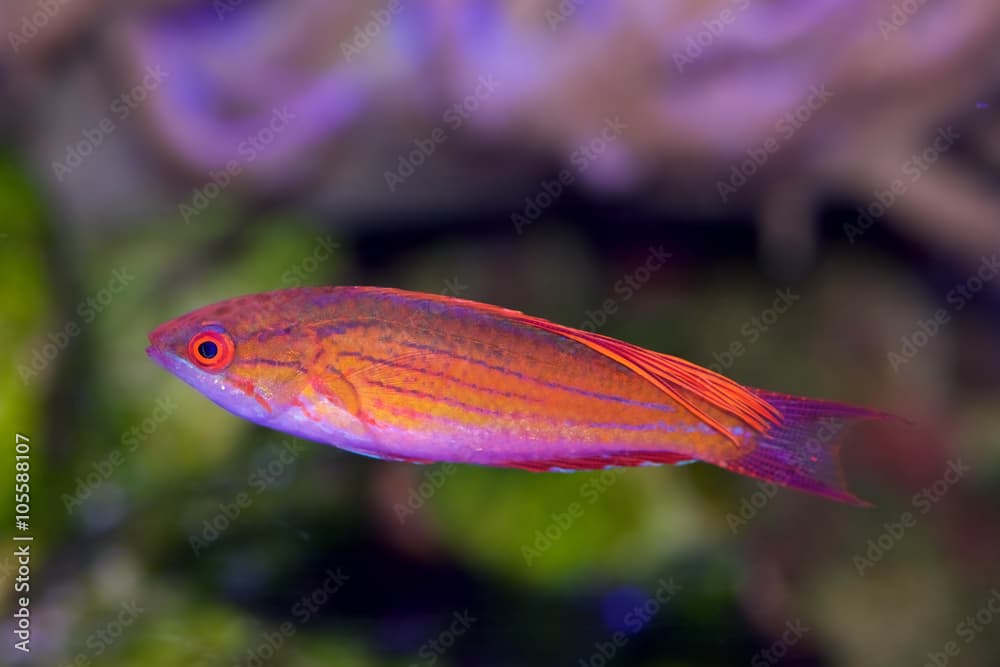 Blue Flasher Wrasse, Paracheilinus cyaneus