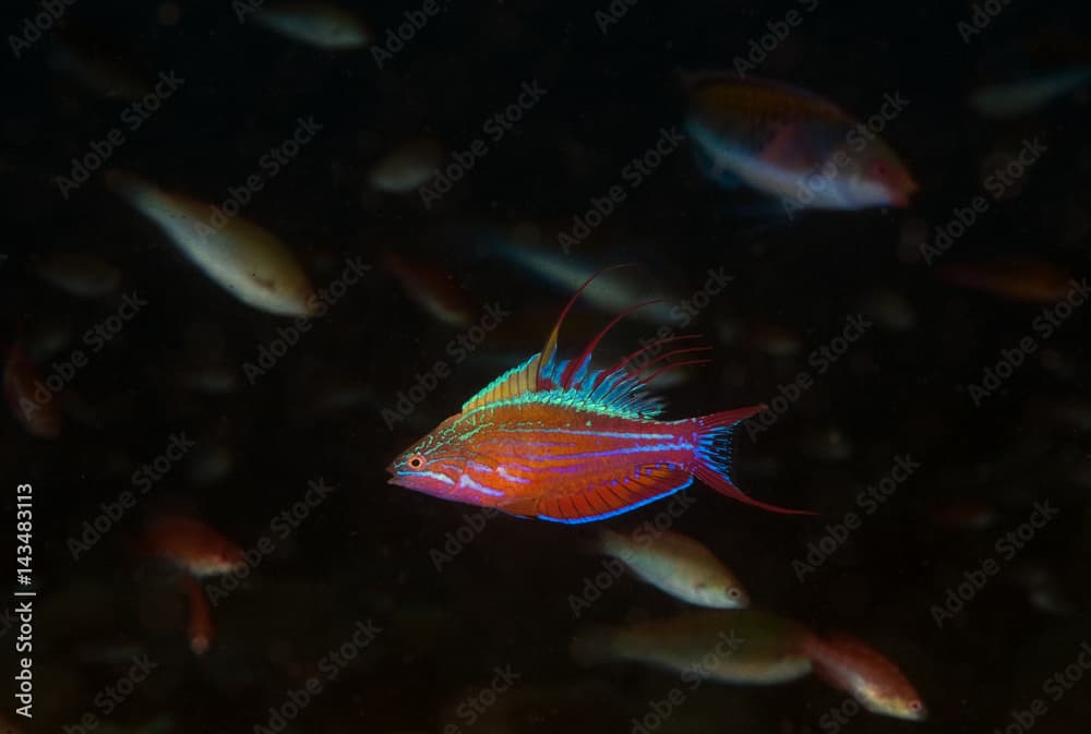 Filamented flasher wrasse male, Paracheilinus filamentosus, Sulawesi Indonesia