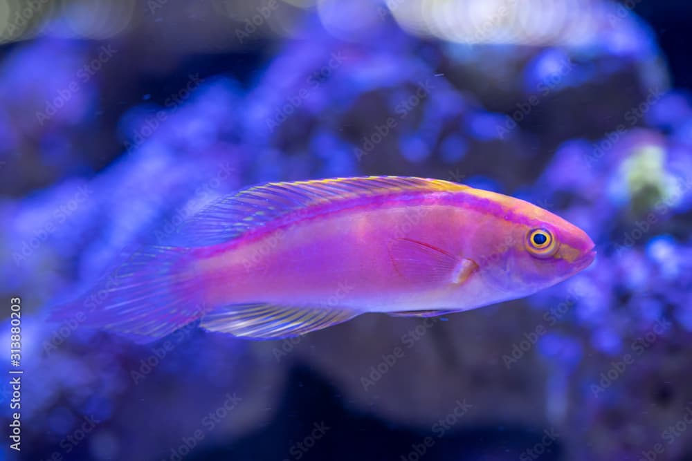 Rose-band Fairy Wrasse (Cirrhilabrus roseafascia)