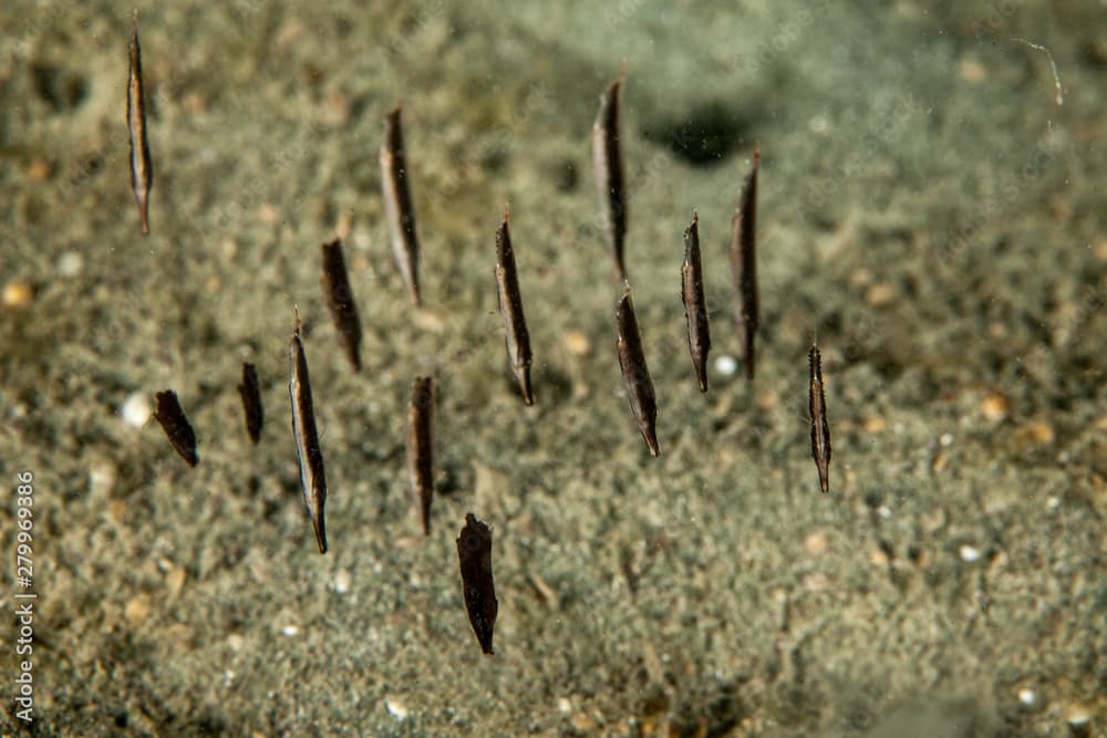 Juvenile Razorfish, Shrimpfish