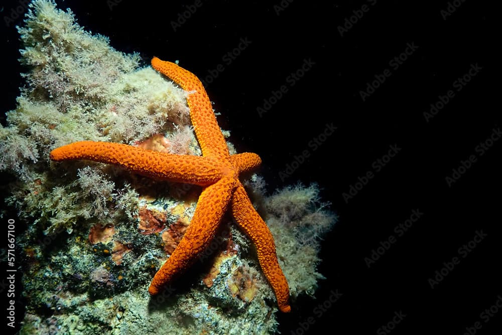 Echinaster sepositus sobre roca en el mar Mediterráneo