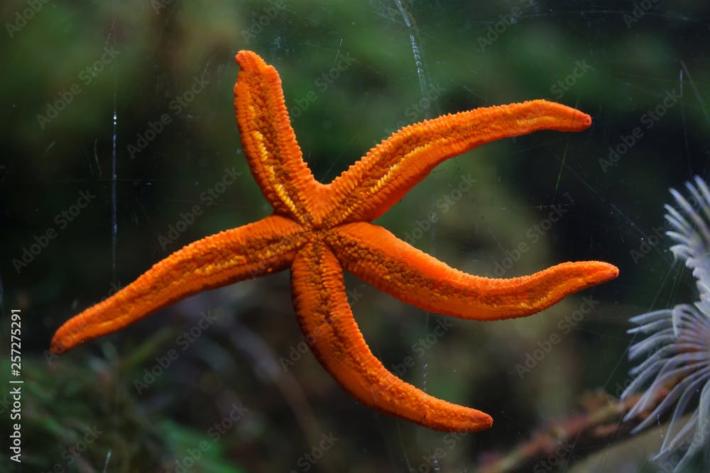 Mediterranean red sea star (Echinaster sepositus).