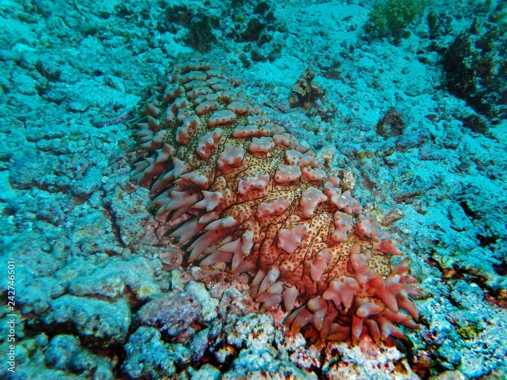 Prickly sea cucumber, Fury Shoal, Red Sea, Egypt