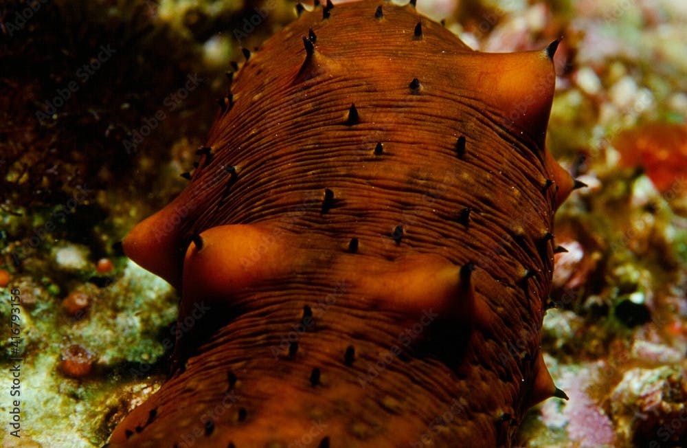 Spiny Sea Cucumber Catalina with the Spine Erect for Protection Crawling on the Rocky Reef