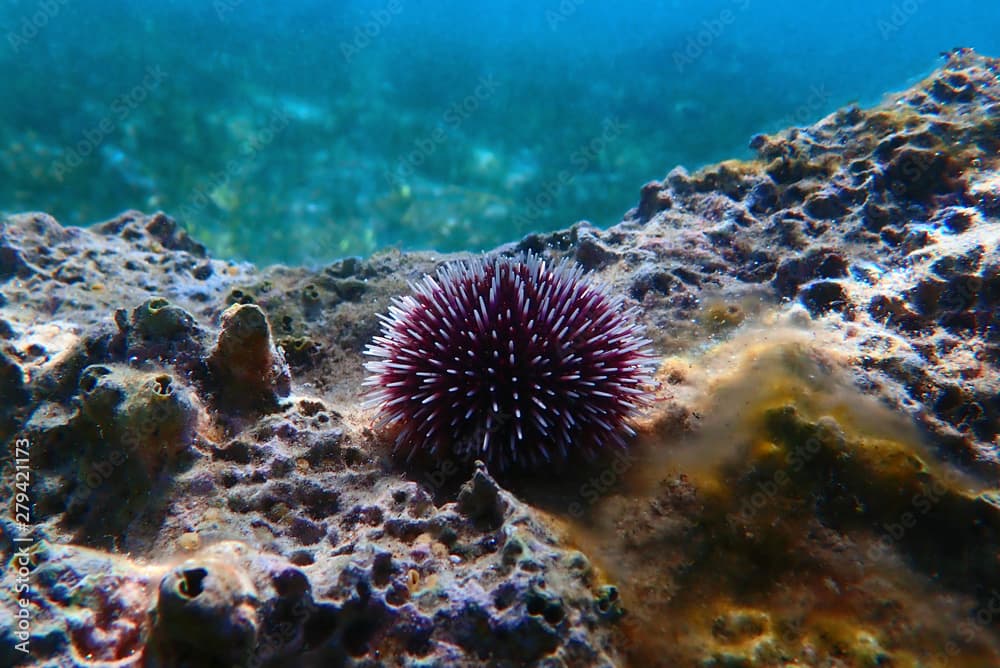 Underwater Mediterranean purple sea urchin - Sphaerechinus granularis