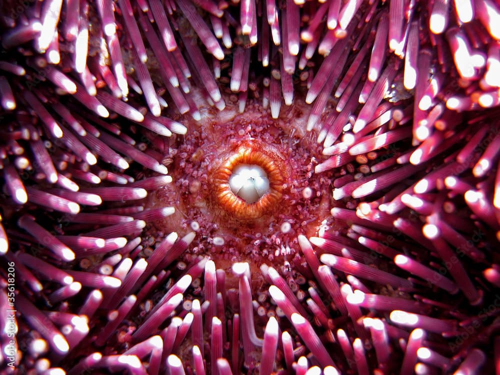 Mouth of a purple sea urchin, Sphaerechinus granularis, Mediterranean sea, France