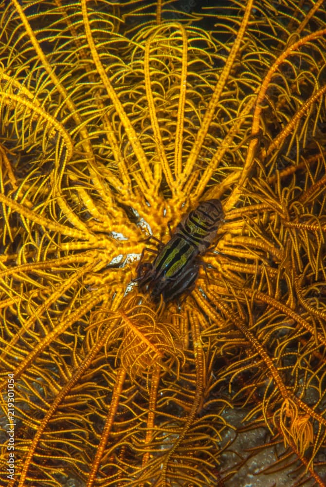 Stimpson's snapping shrimp Synalpheus stimpsoni