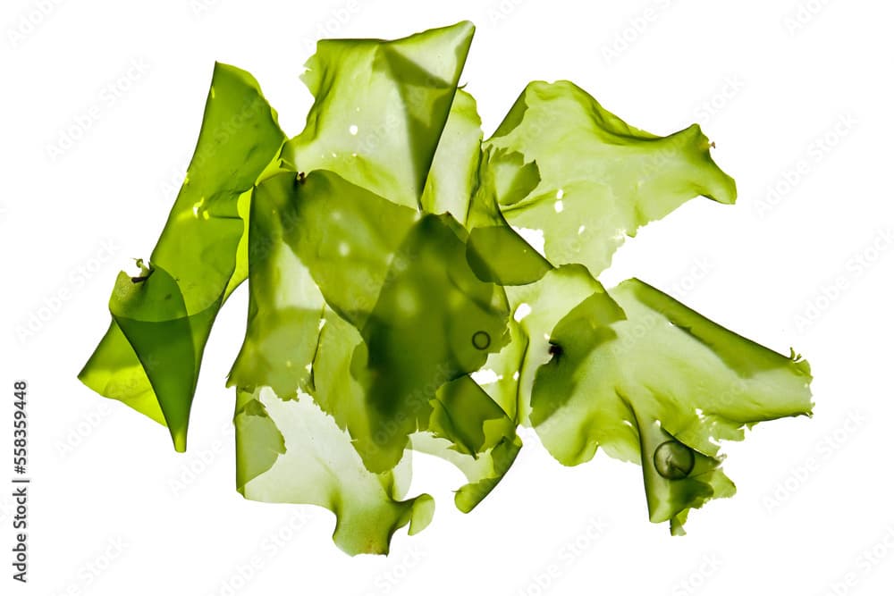 green algae sea lettuce (ulva lactuca) isolated on white background.