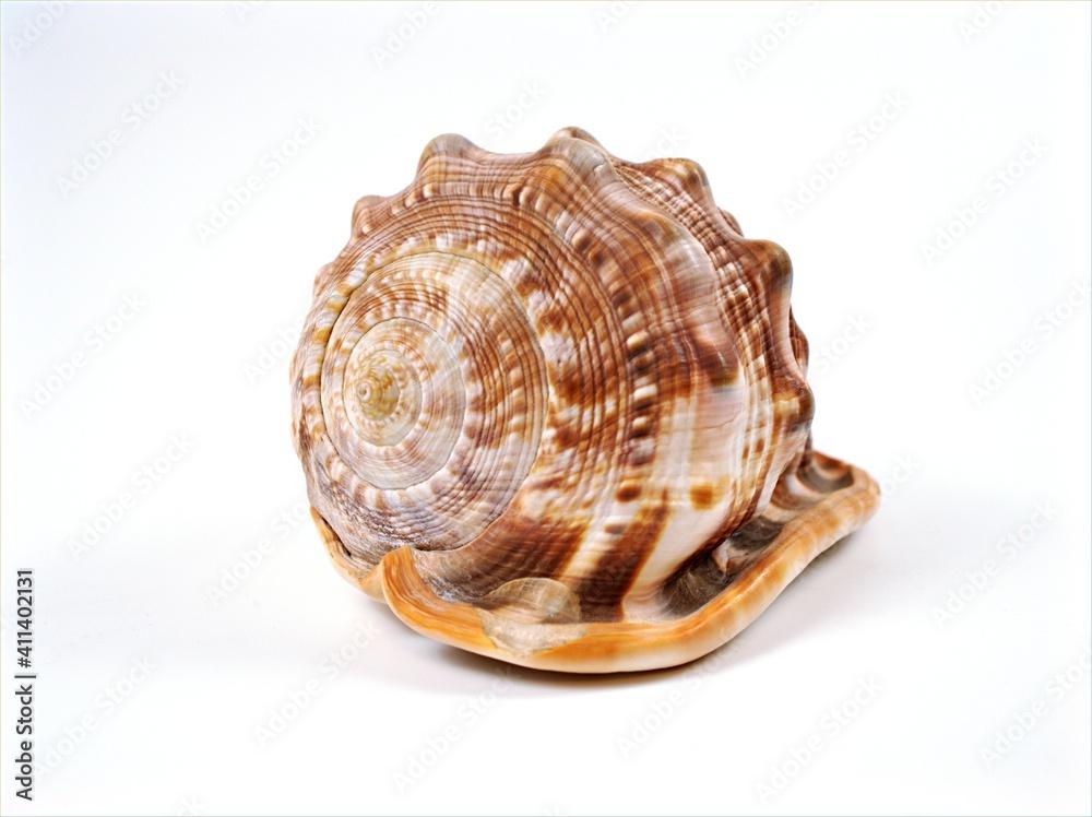 sea snail shell Cypraecassis rufa animal ,mollusca isolated on white background