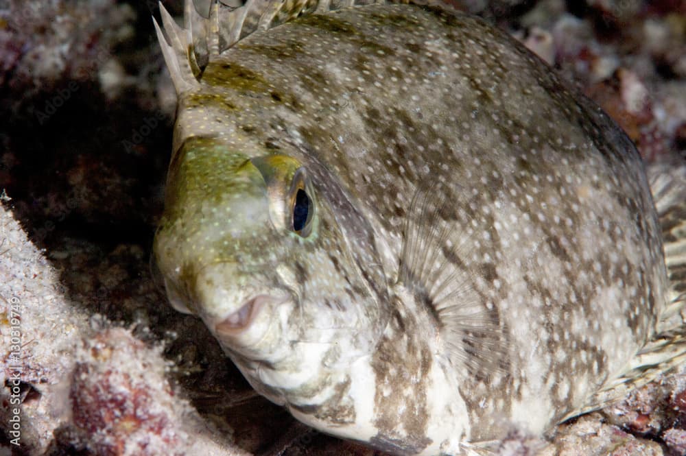 White spotted rabbitfish (Siganus canaliculatus) in its marking phase, when resting on the sea bottom displays mottled pattern, Sulawesi, Indonesia