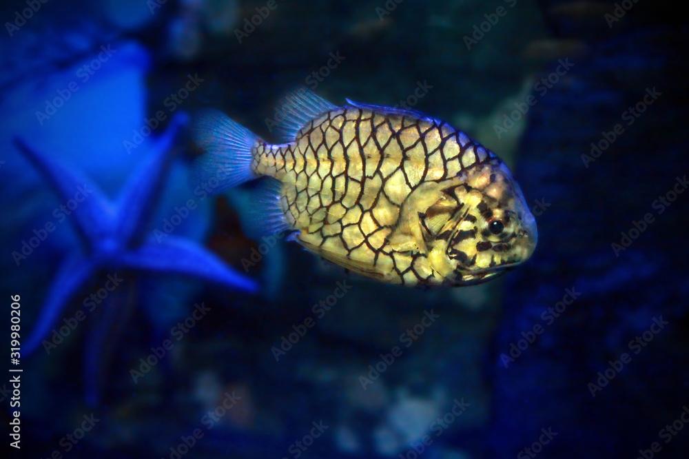 Pinecone fish or Cleidopus gloriamaris