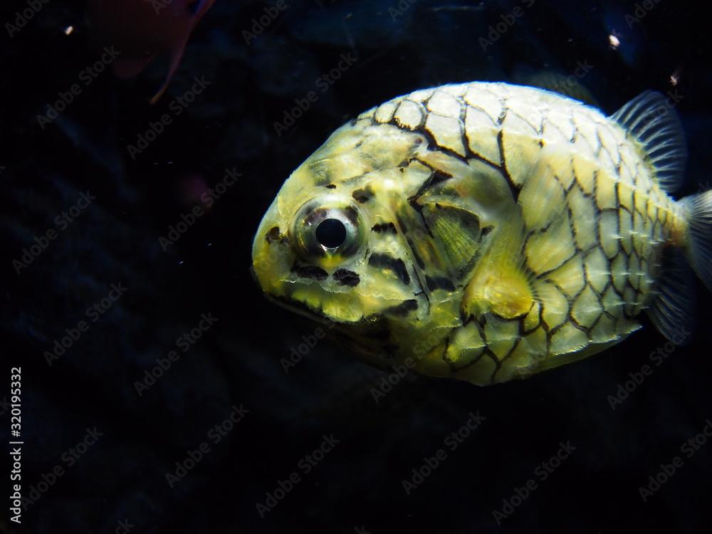 Pinecone fish swimming in the aquarium