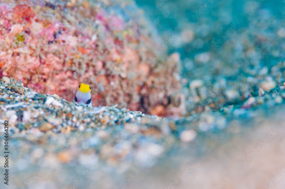 Yellownose prawn-goby