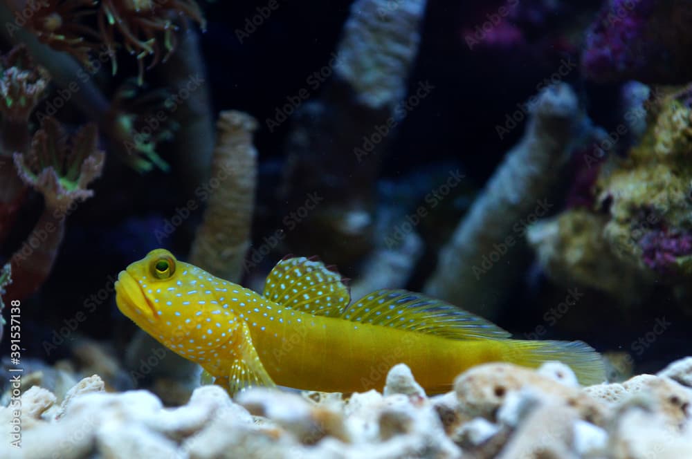 The Yellow Prawn Goby (Cryptocentrus cinctus)