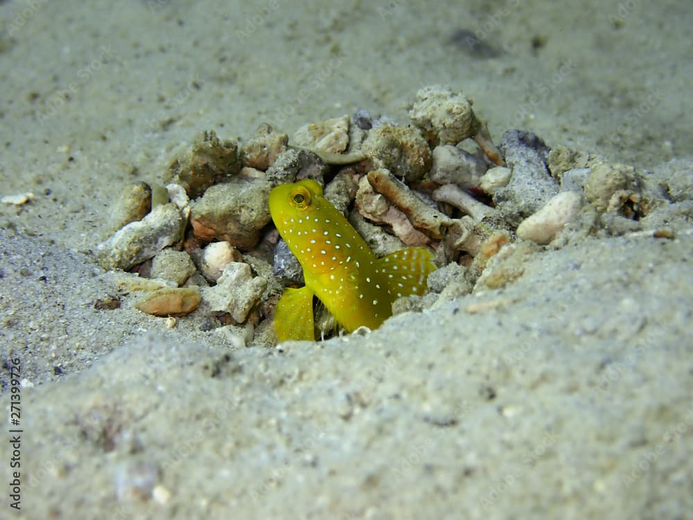 loseup and macro shot of Yellow Watchman Shrimpgoby or the yellow prawn-goby during leisure dive in Tunku Abdul Rahman Park, Kota Kinabalu, Sabah. Malaysia, Borneo. 