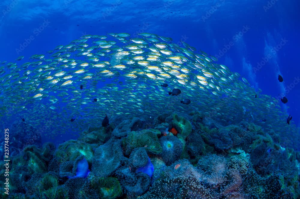 School of Goldband fusilier, Pterocaesio chrysozona in tropical coral reef 