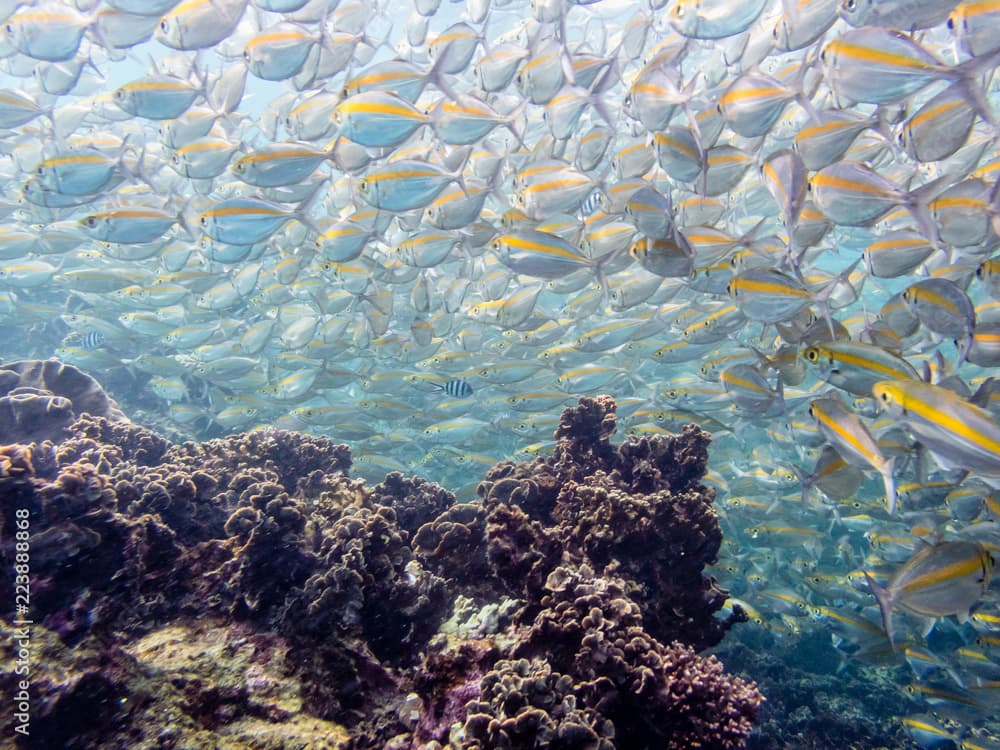 Underwater photos group of Goldband Fusilier or Pterocaesio Chrysozona is a sea fish herd with a bright yellow stripe beautiful swimming above the coral reefs at Koh Nang Yuan island in Thailand