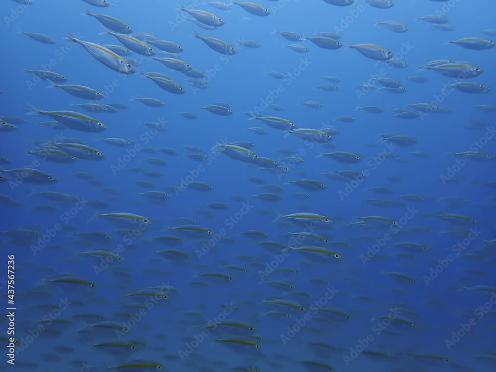 school of goldband fusilier underwater