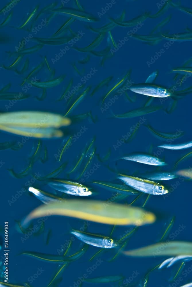 Yellow-band fusilier (Pterocaesio chrysozona)