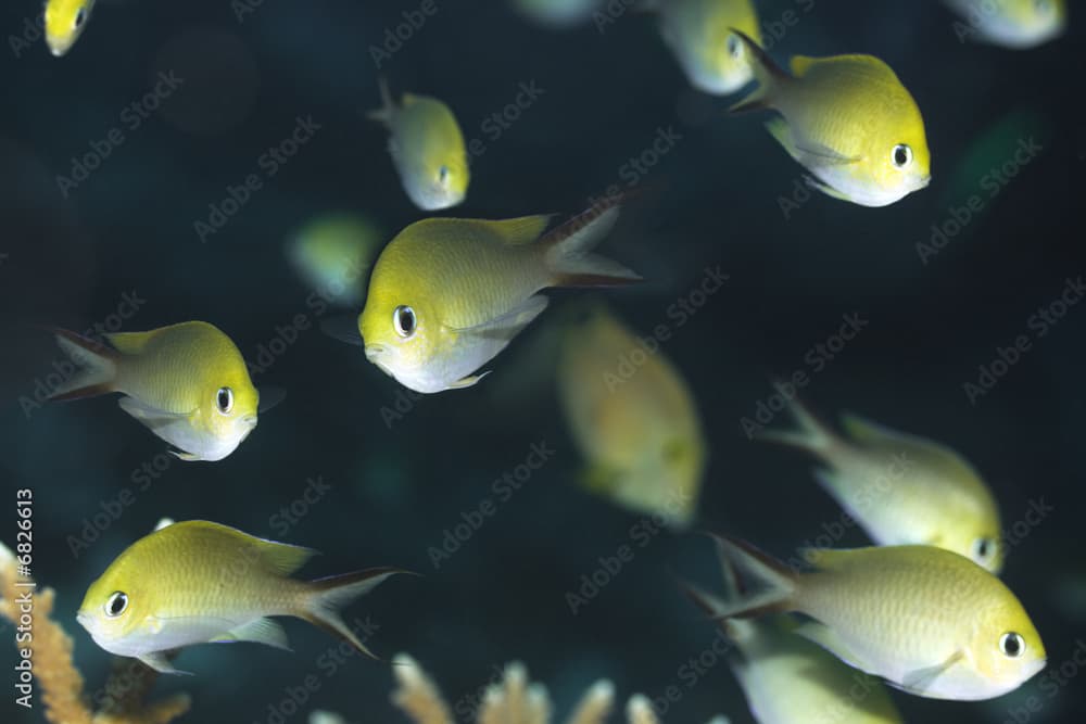 Tropical fishes Golden Chromis