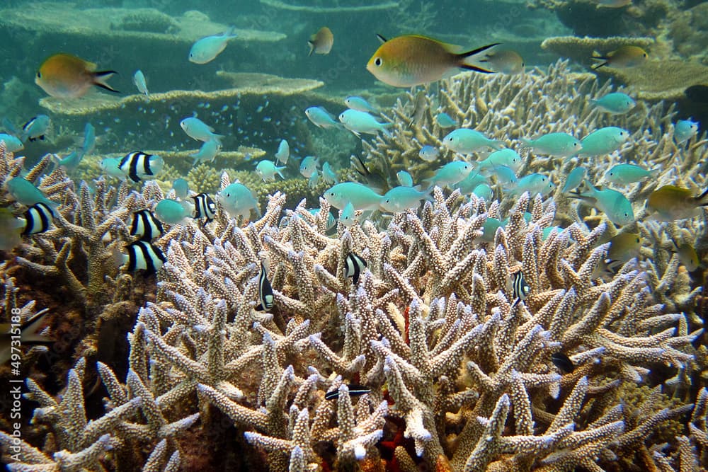 Underwater scenic in Maldives - Dascyllus Aruanus - Chromis atripectoralis - Chromis ternatensis - Acropora nasuta