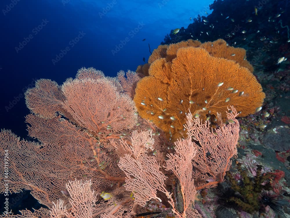 Bunch of Gorgonian seafan with Damselfish (Mergui archipelago, Myanmar)