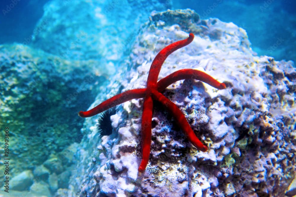 Red Mediterranean Seastar – Ophidiaster ophidianus