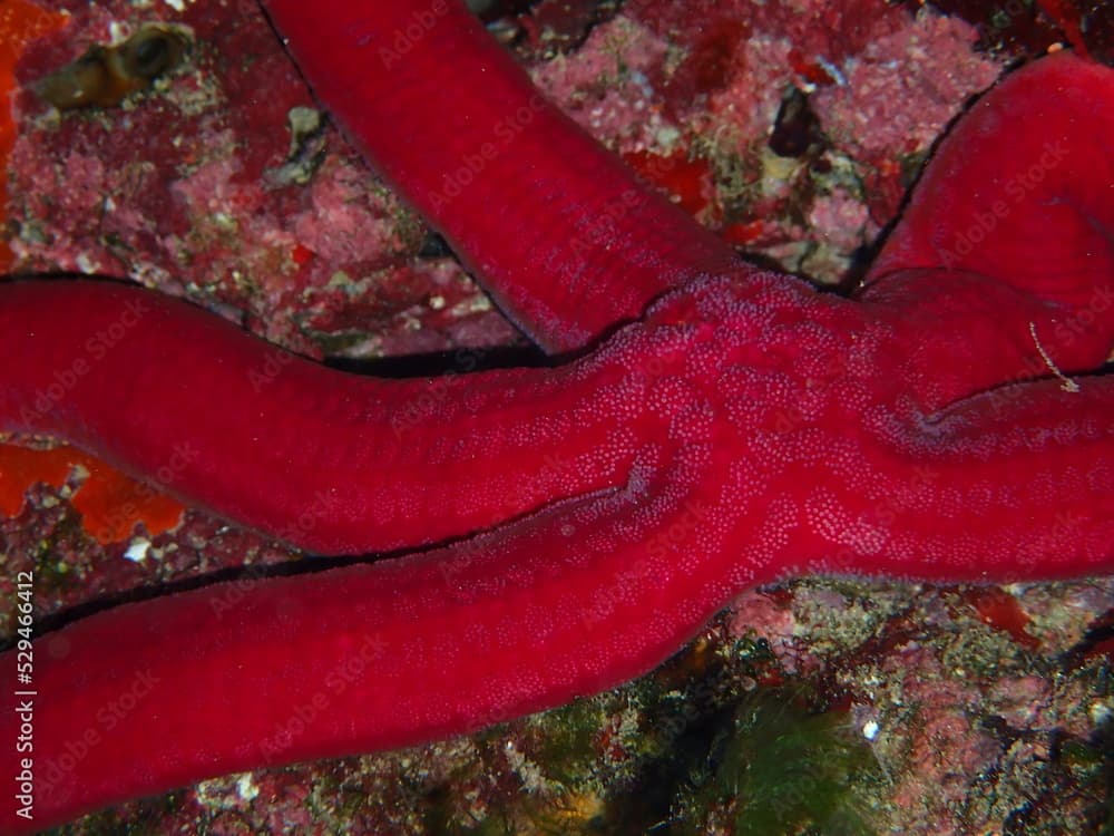 Purple sea star (Ophidiaster ophidianus starfish) underwater photo in Mediterranean Sea