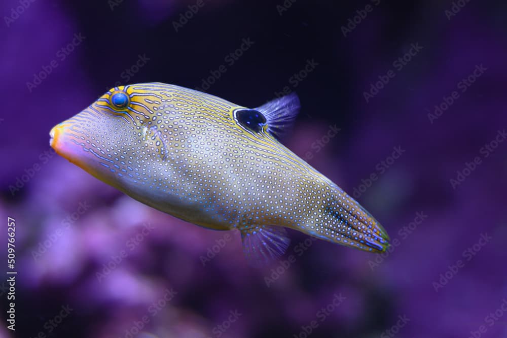 Spotted sharpnose · Canthigaster solandri · Reeflings Library