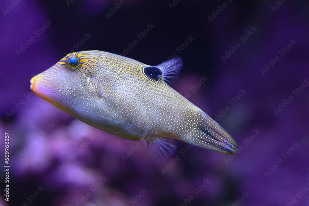 Sharpnose puffer