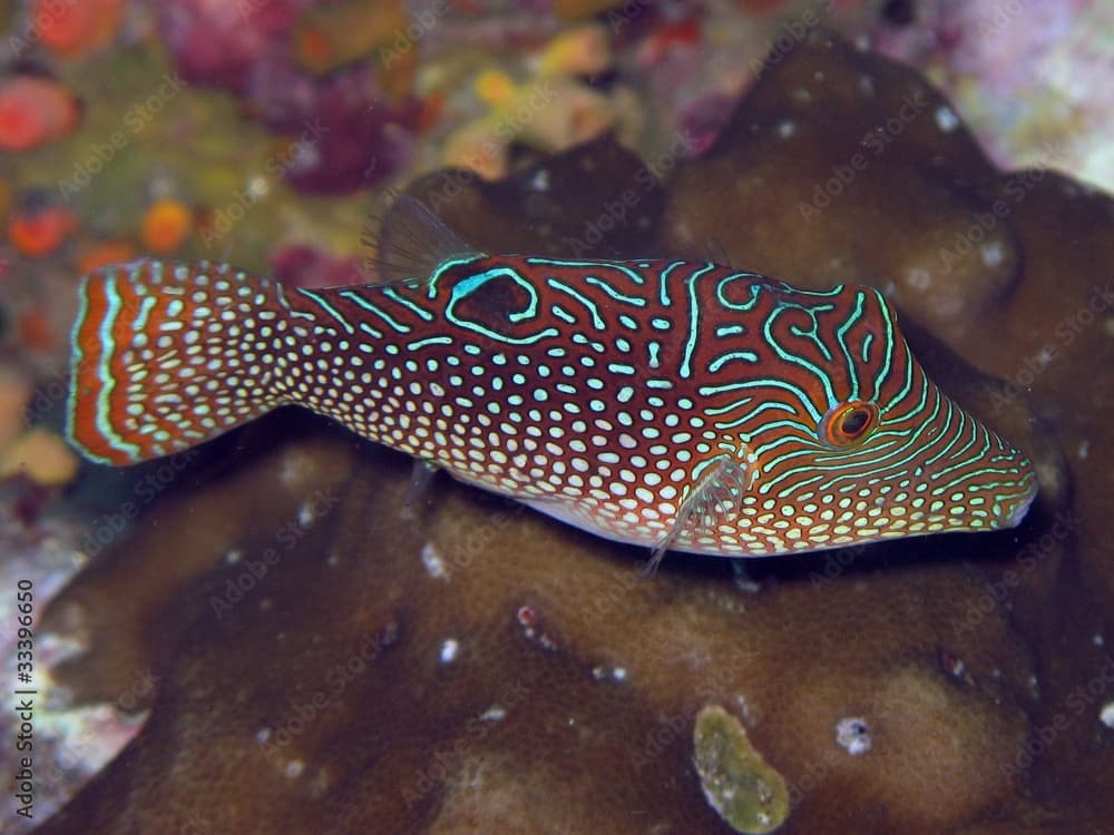 Solanders Toby - Canthigaster solandri