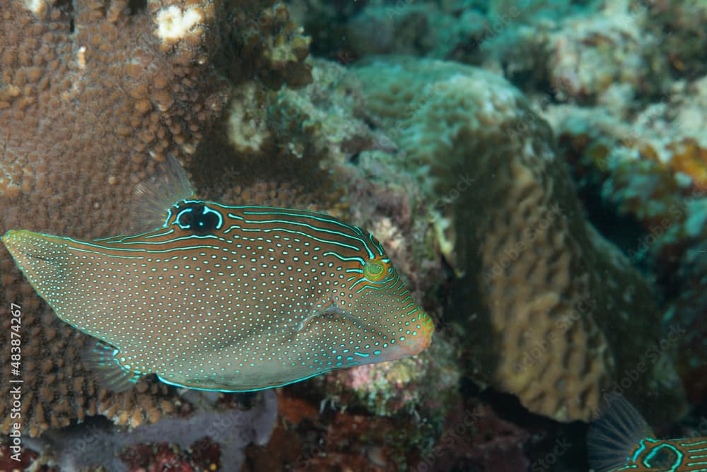 Pesce palla Canthigaster solandri sulla barriera corallina