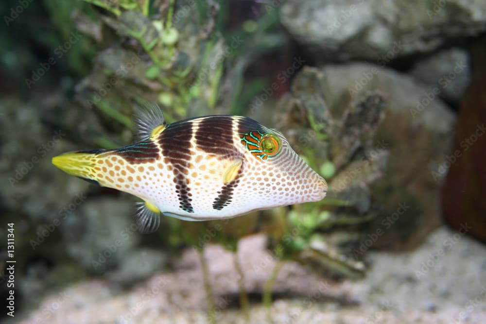 tropical fish, canthigaster solandri