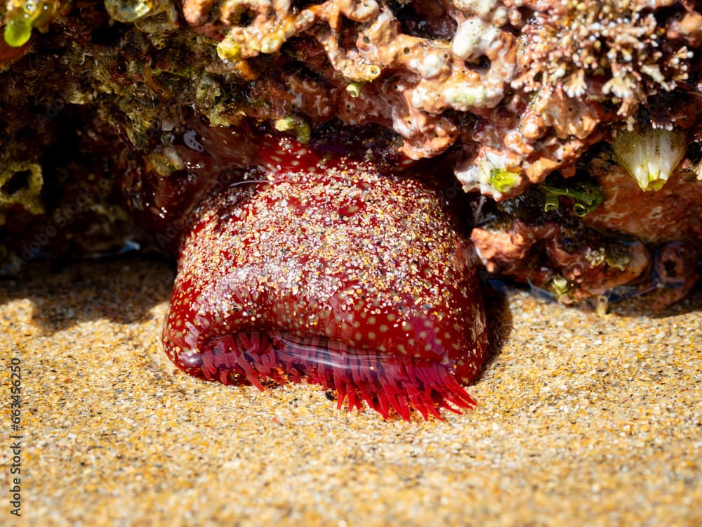 Strawberry anemone (Actinia fragacea) on a rock during low tide