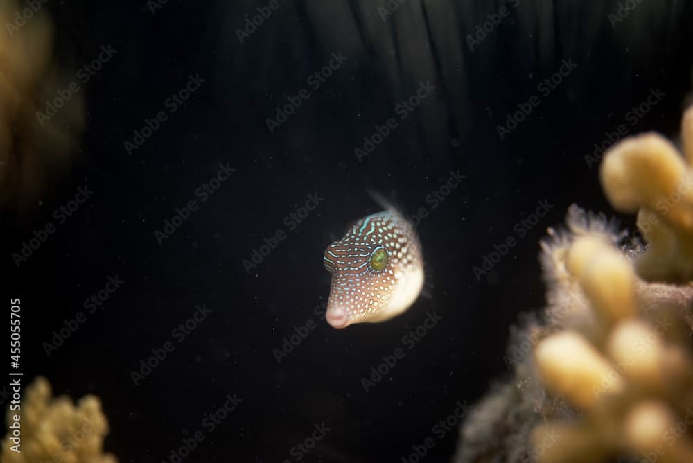 Canthigaster margaritata